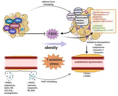 Frontiers The Interplay Between Adipose Tissue And Vasculature Role